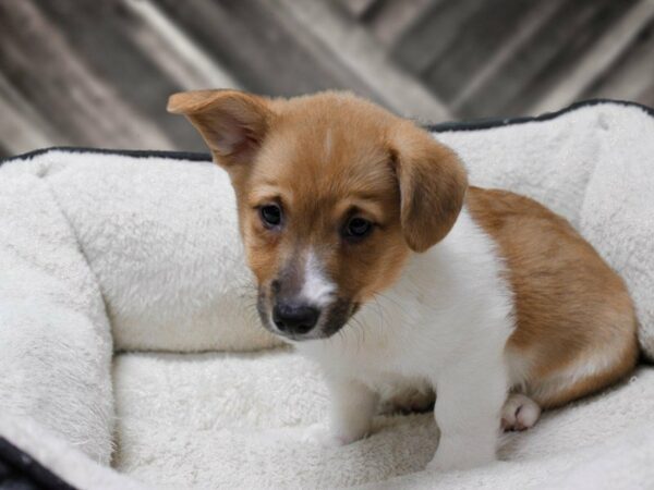 Pembroke Welsh Corgi-DOG-Male-Red / White-23717-Petland Racine, Wisconsin