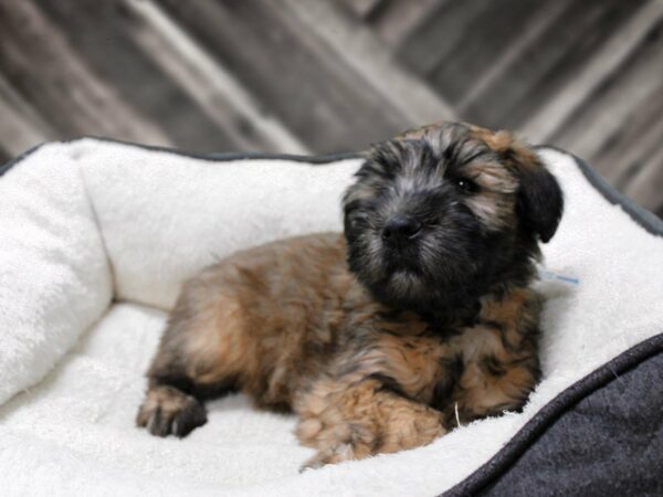 Soft Coated Wheaten Terrier-DOG-Female-WHEATEN-23720-Petland Racine, Wisconsin