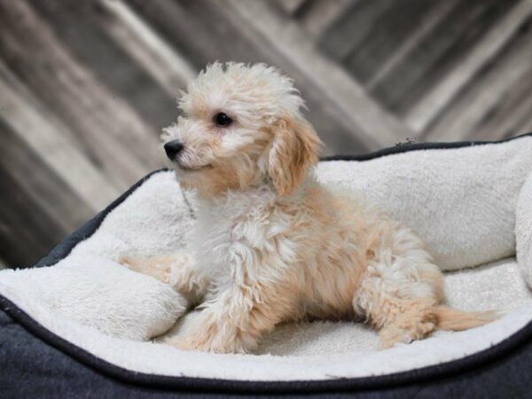 CavaPooChon-DOG-Male-APCT-23725-Petland Racine, Wisconsin