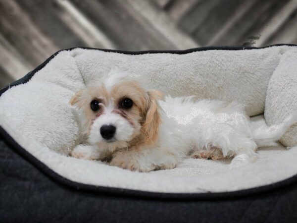 CavaPooChon-DOG-Female-BLEN-23726-Petland Racine, Wisconsin