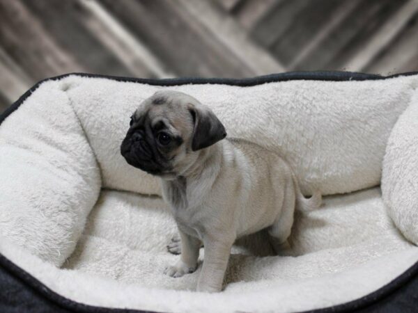 Pug-DOG-Female-FAWN BLK MASK-23724-Petland Racine, Wisconsin