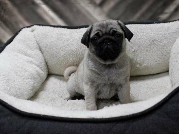 Pug-DOG-Male-FAWN BLK MASK-23723-Petland Racine, Wisconsin
