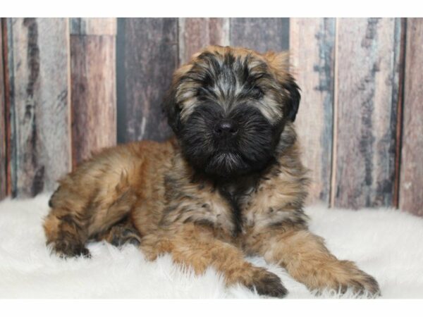 Soft Coated Wheaten Terrier-DOG-Male-Wheaten-15256-Petland Racine, Wisconsin