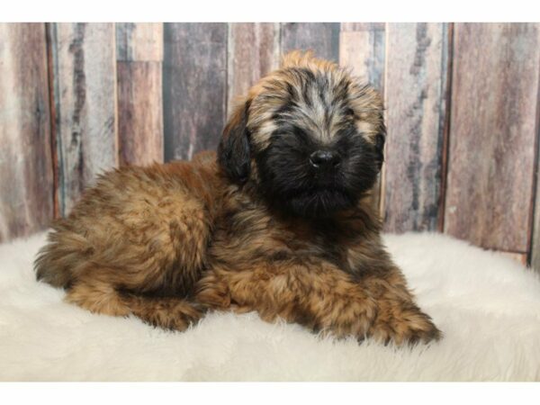 Soft Coated Wheaten Terrier-DOG-Female-Wheaten-15257-Petland Racine, Wisconsin