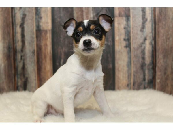 Toy Fox Terrier-DOG-Female-Tricolor-15259-Petland Racine, Wisconsin