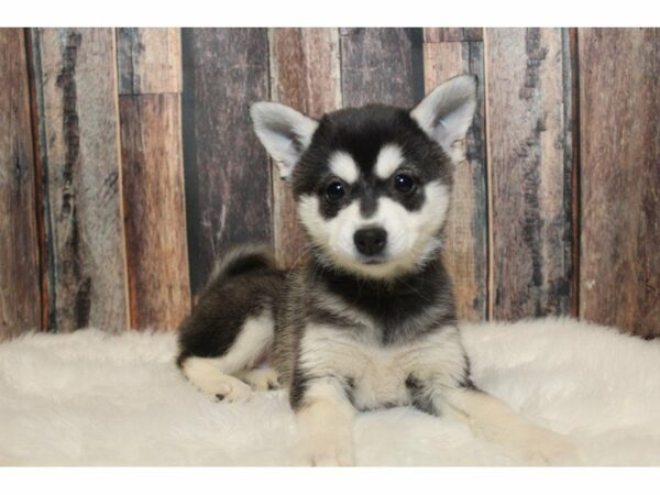 Alaskan Klee Kai-DOG-Female-Black / White-15262-Petland Racine, Wisconsin