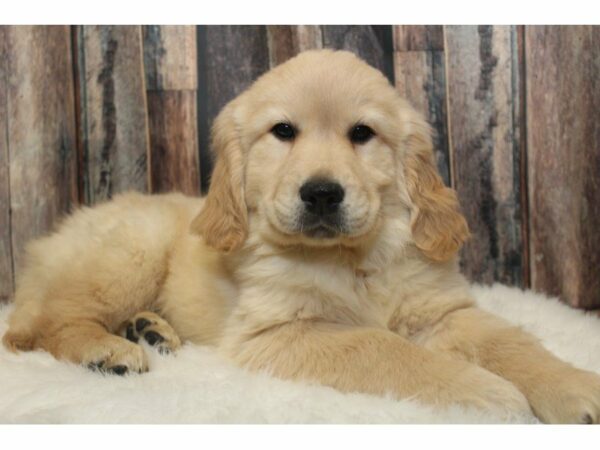 Golden Retriever-DOG-Male-Golden-15263-Petland Racine, Wisconsin