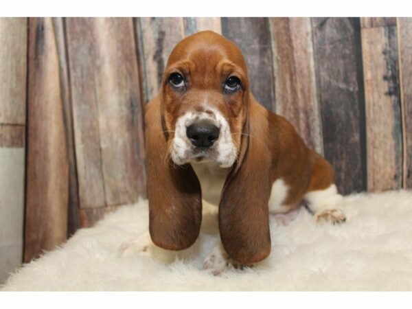 Basset Hound-DOG-Male-Red / White-15267-Petland Racine, Wisconsin