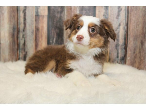 Australian Shepherd-DOG-Female-Red/White-15269-Petland Racine, Wisconsin