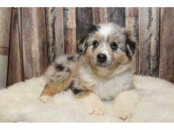 Australian Shepherd-DOG-Male-Blue Merle-15270-Petland Racine, Wisconsin