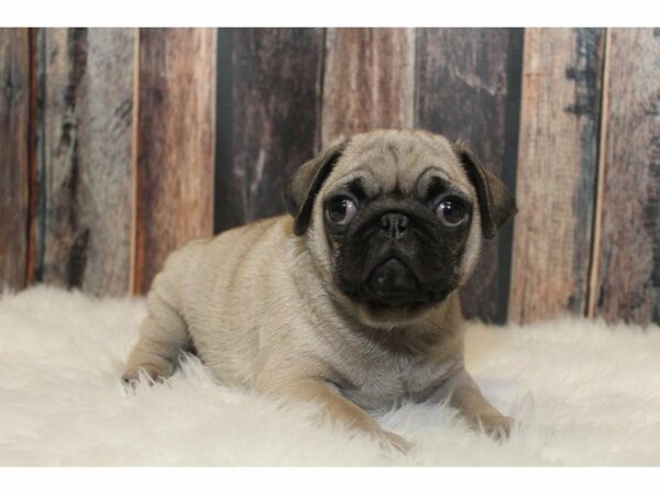 Pug-DOG-Male-Fawn/Black Mask-15271-Petland Racine, Wisconsin
