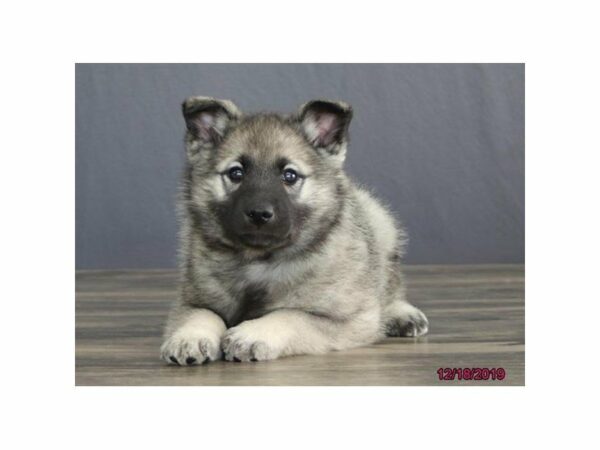 Norwegian Elkhound-DOG-Male-Gray Black / Silver-23744-Petland Racine, Wisconsin