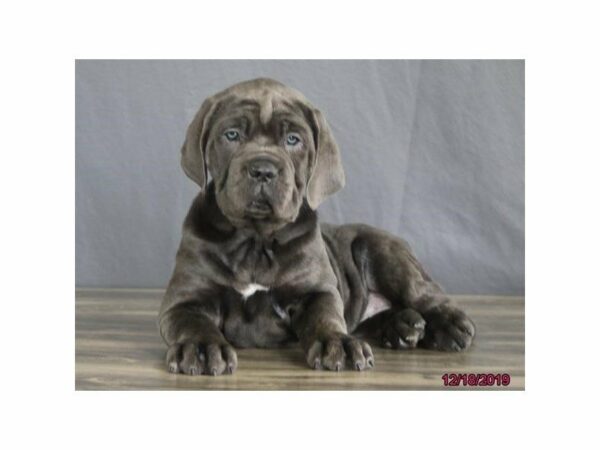 Cane Corso DOG Male Blue 23753 Petland Racine, Wisconsin