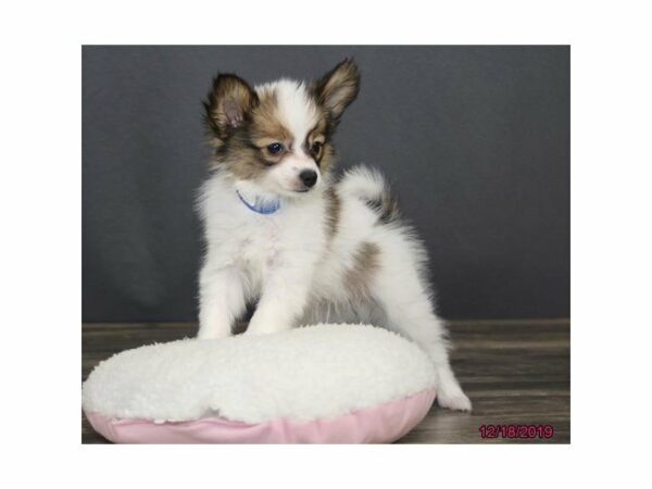 Papillon DOG Male Brown / White 23749 Petland Racine, Wisconsin