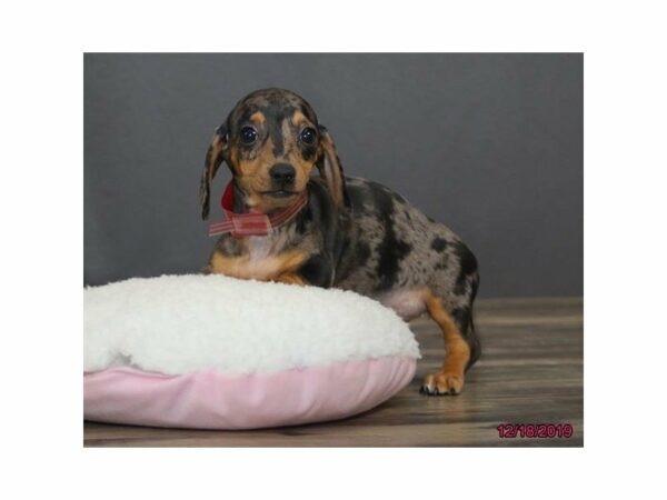 Dachshund-DOG-Female-Blue-23741-Petland Racine, Wisconsin
