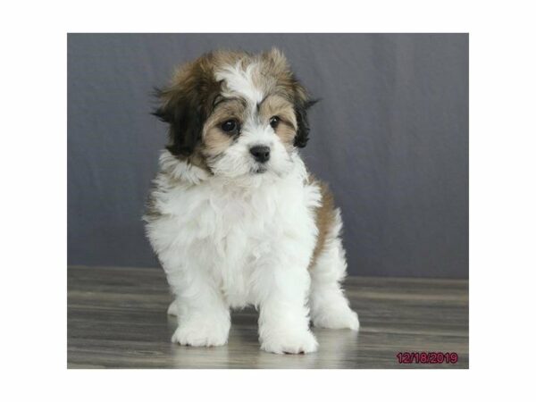 Bichon/Shih Tzu-DOG-Female-Brown / White-23743-Petland Racine, Wisconsin