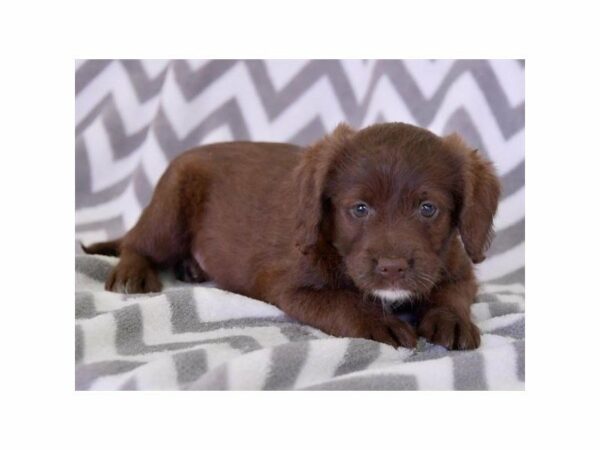 Labrador Retriever/Poodle-DOG-Female-Chocolate-23750-Petland Racine, Wisconsin