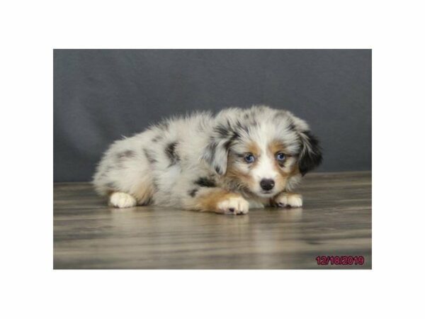 Mini Australian Shepherd-DOG-Female-Blue Merle-15280-Petland Racine, Wisconsin