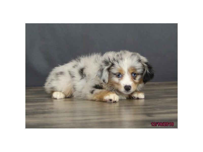 Mini Australian Shepherd-DOG-Female-Blue Merle-2570091-Petland WI