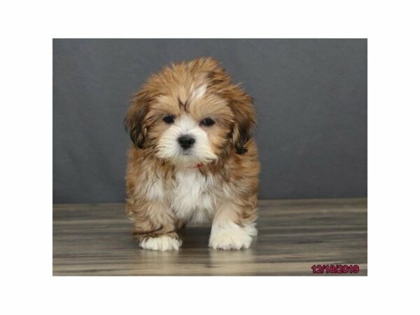 Lhasa Apso DOG Female Red 15278 Petland Racine, Wisconsin