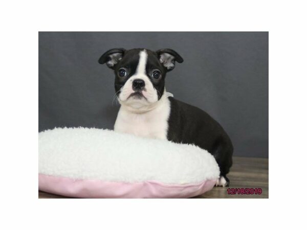 Boston Terrier-DOG-Male-Black / White-15276-Petland Racine, Wisconsin