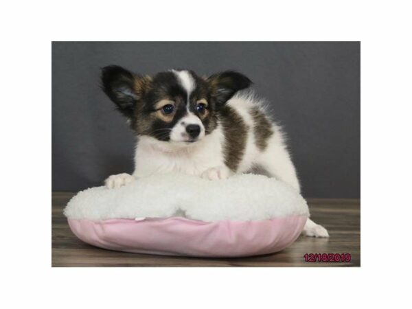 Papillon DOG Female Black / White 15275 Petland Racine, Wisconsin