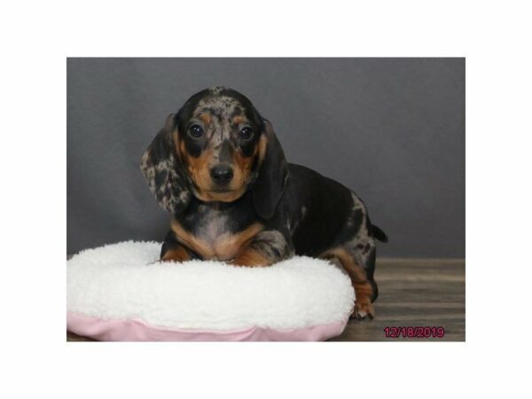 Dachshund-DOG-Male-Blue/Dapple-15279-Petland Racine, Wisconsin