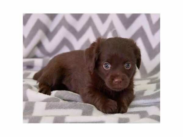 Mini Labradoodle DOG Female Chocolate 15274 Petland Racine, Wisconsin