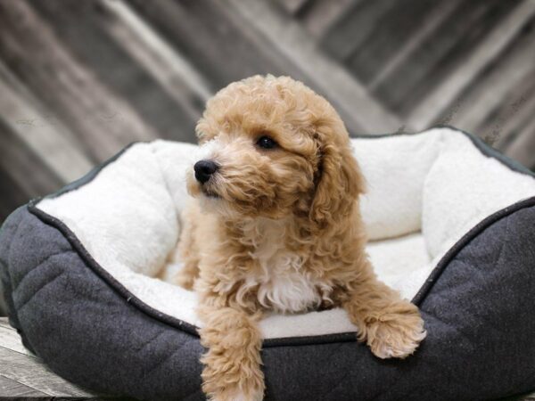 Bichonpoo-DOG-Female-Apricot-23745-Petland Racine, Wisconsin