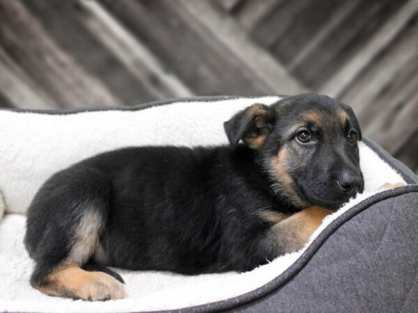 German Shepherd Dog-DOG-Male-Black / Tan-23739-Petland Racine, Wisconsin