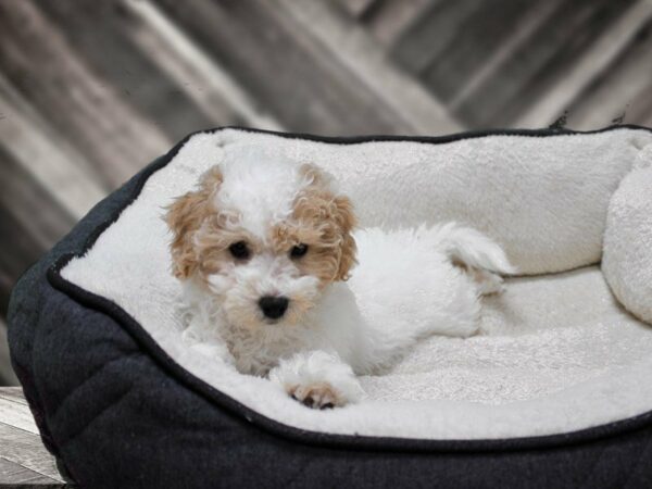 Bichonpoo-DOG-Female-White-23735-Petland Racine, Wisconsin