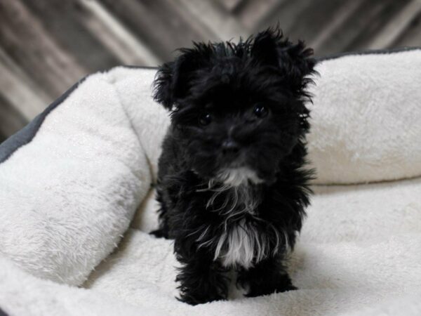 Yochon-DOG-Male-Black / White-23736-Petland Racine, Wisconsin