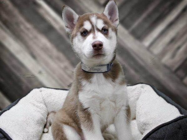 Siberian Husky-DOG-Male-Red / White-23748-Petland Racine, Wisconsin