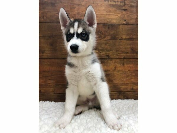 Siberian Husky-DOG-Male-Black / White-23758-Petland Racine, Wisconsin