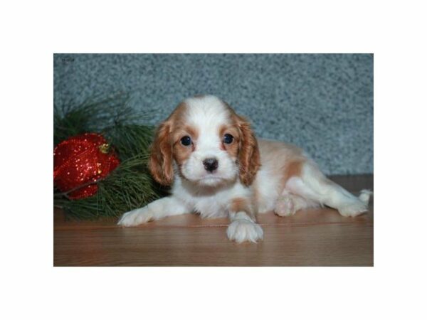Cavalier King Charles Spaniel-DOG-Male-Blenheim-15283-Petland Racine, Wisconsin