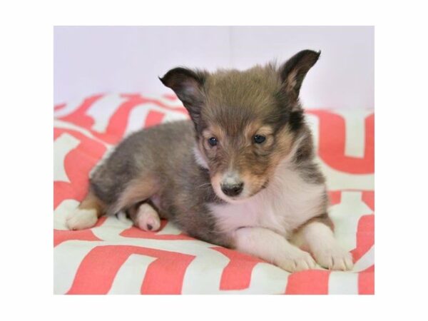 Shetland Sheepdog-DOG-Female-Sable / White-15284-Petland Racine, Wisconsin