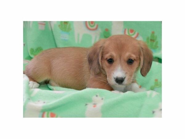 Dachshund/Pembroke Corgi-DOG-Male-Red / White-15285-Petland Racine, Wisconsin