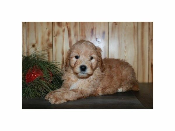 Goldendoodle Mini 2nd Gen-DOG-Male-Apricot-23765-Petland Racine, Wisconsin