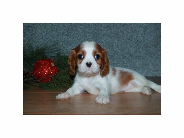 Cavalier King Charles Spaniel-DOG-Female-Blenheim-23764-Petland Racine, Wisconsin