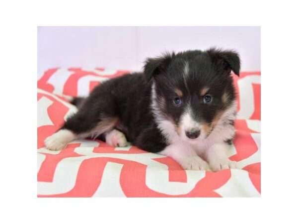 Shetland Sheepdog-DOG-Female-Black / White-23760-Petland Racine, Wisconsin