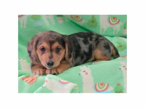 Dachshund/Pembroke Corgi-DOG-Male-Silver Dapple-23755-Petland Racine, Wisconsin