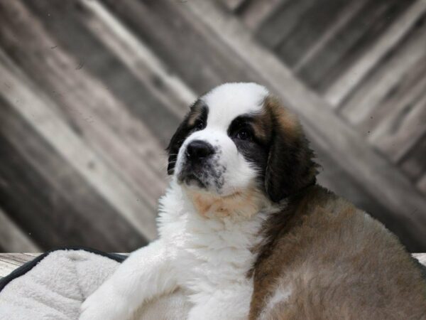 Saint Bernard DOG Male Brown / White 23762 Petland Racine, Wisconsin