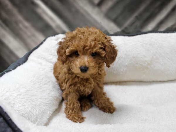 Poodle-DOG-Male-Red-23763-Petland Racine, Wisconsin