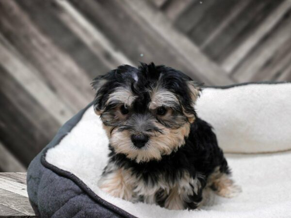 Silktese-DOG-Male-Black / Gold-23754-Petland Racine, Wisconsin