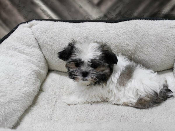 Malshi-DOG-Male-Brindle / White-23759-Petland Racine, Wisconsin