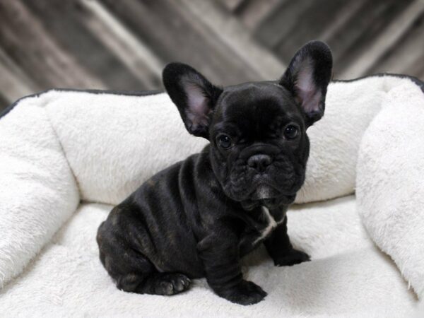 French Bulldog-DOG-Male-BRINDLE-23771-Petland Racine, Wisconsin