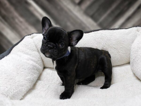 French Bulldog-DOG-Female-BRINDLE-23773-Petland Racine, Wisconsin