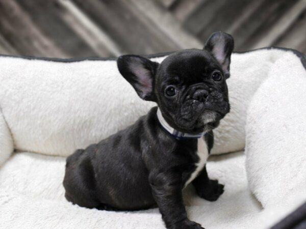French Bulldog-DOG-Female-BRINDLE-23772-Petland Racine, Wisconsin