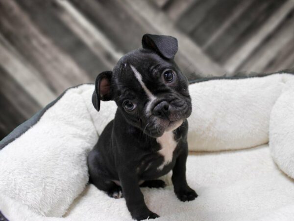 Frenchton-DOG-Female-BLK-23770-Petland Racine, Wisconsin