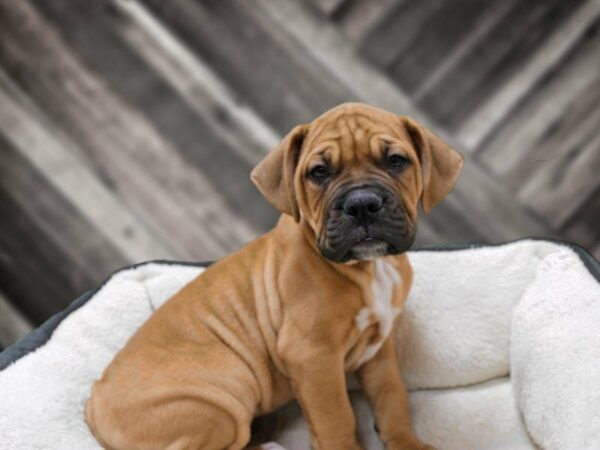 American Bulldog/Dogue De Bordeaux-DOG-Male-RED-23774-Petland Racine, Wisconsin